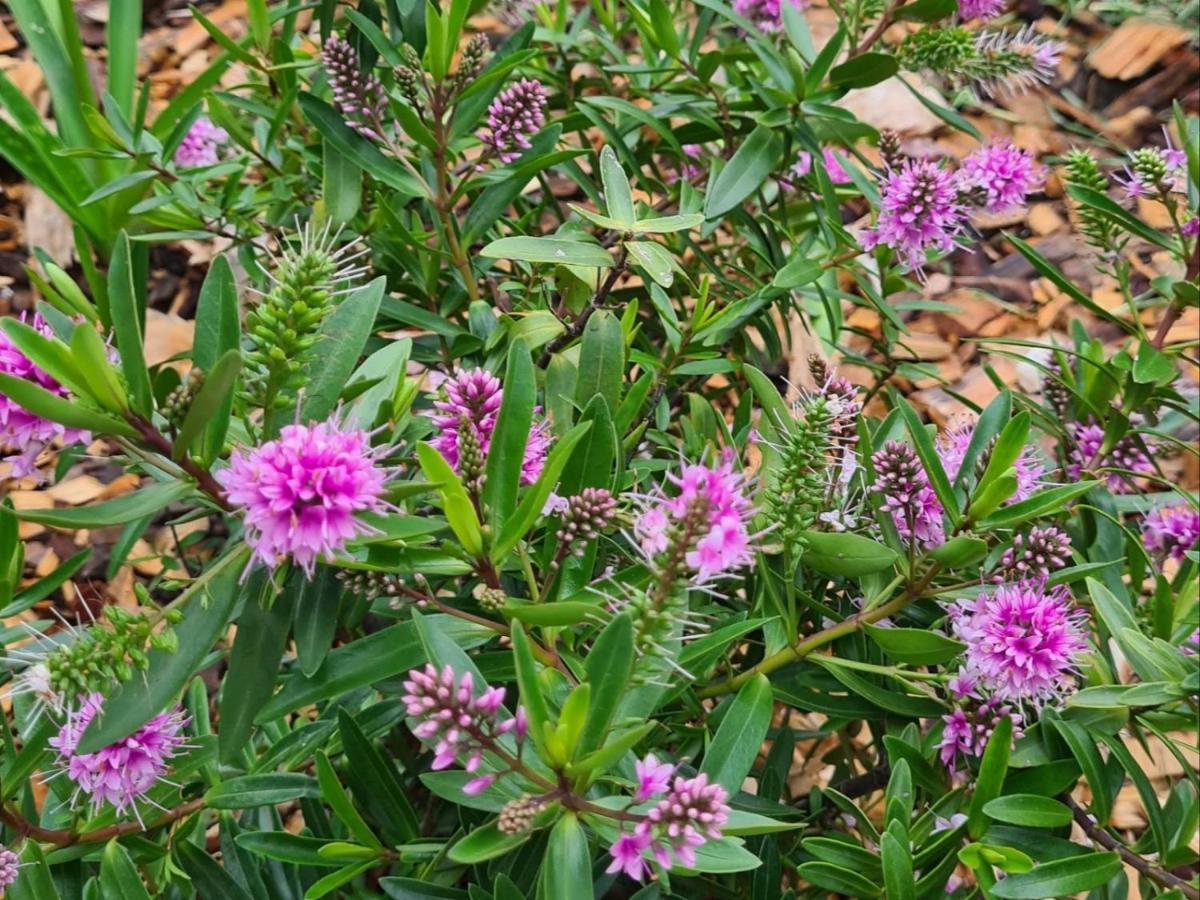 فندق Kolonie'S Tuin ستيلينبوش المظهر الخارجي الصورة